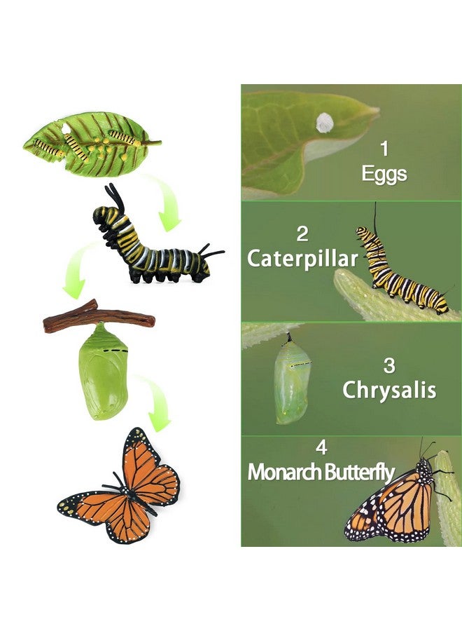Sienon SIENON 4pcs Butterfly Life Cycle Toy Figurines and 4pcs Actias Ningpoana Figure-Plastic Caterpillar to Monarch Butterfly Growth Cycle Toy Insect Figures Teaching Tools School Project for Kids - Image 3
