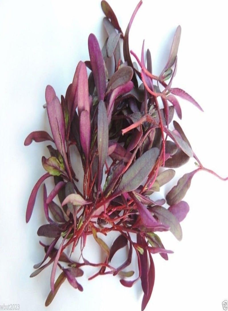 جي جوت بذور البنجر من نوع بولز بلود، 35 يومًا للنمو، و58 يومًا للجذور، إرث عائلي! (1 أونصة - 1900 بذرة) - Image 4