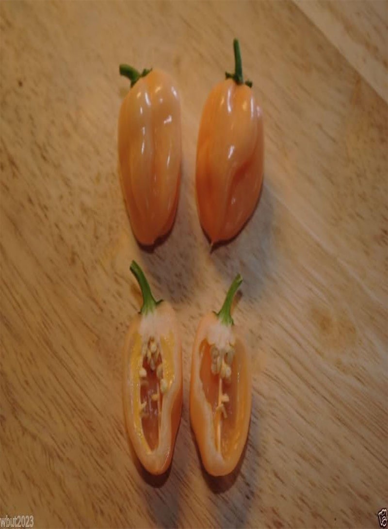 جي جوت 50 بذور من الخوخ هابانرو، إرث عظيم! - Image 2