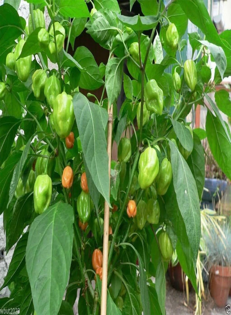 جي جوت 50 بذور من الخوخ هابانرو، إرث عظيم! - Image 3