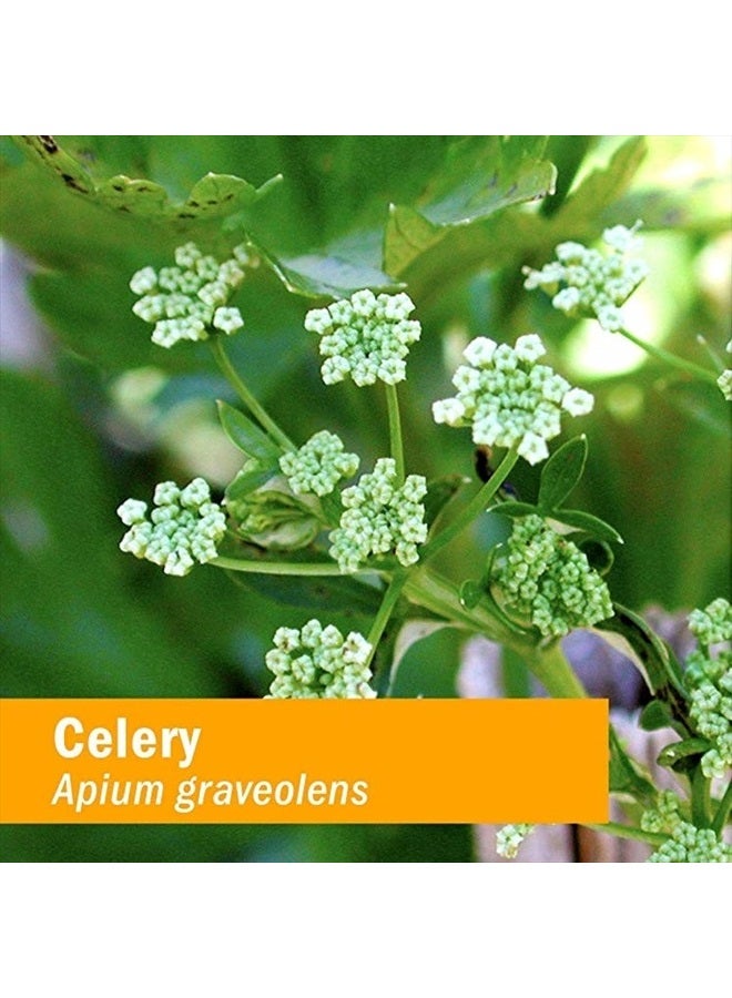 HERB PHARM Certified Organic Celery Seed Liquid Extract for Urinary System Support - 4 Ounce - Image 2