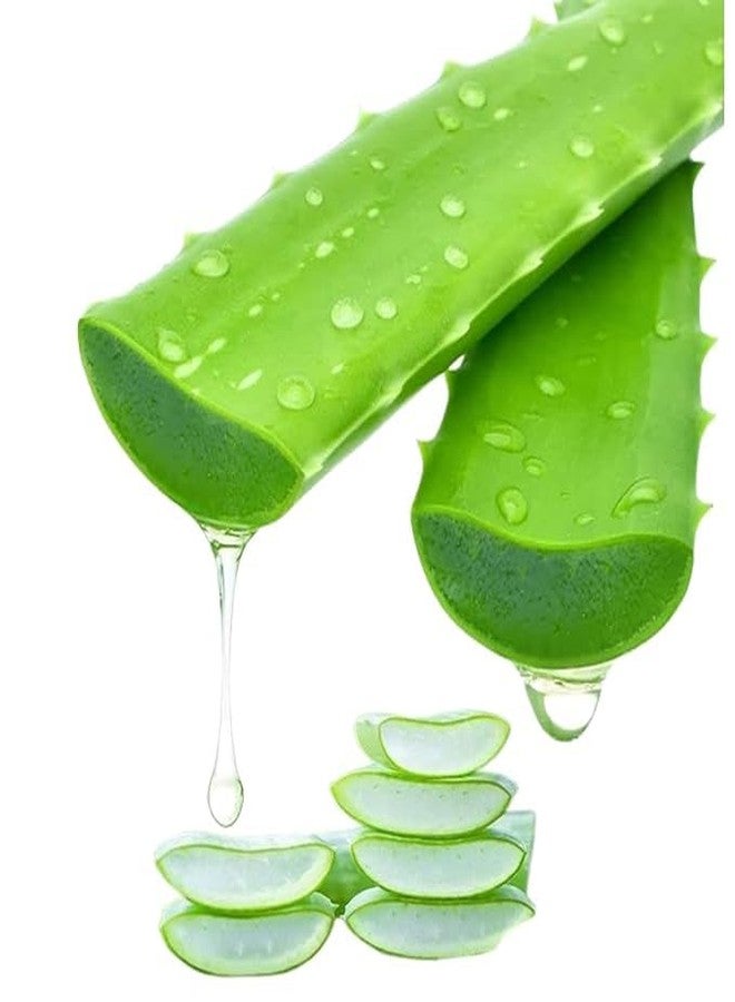 ALOE JOJOBA SHAMPOO with ALOE VERA - 296ML - Image 2