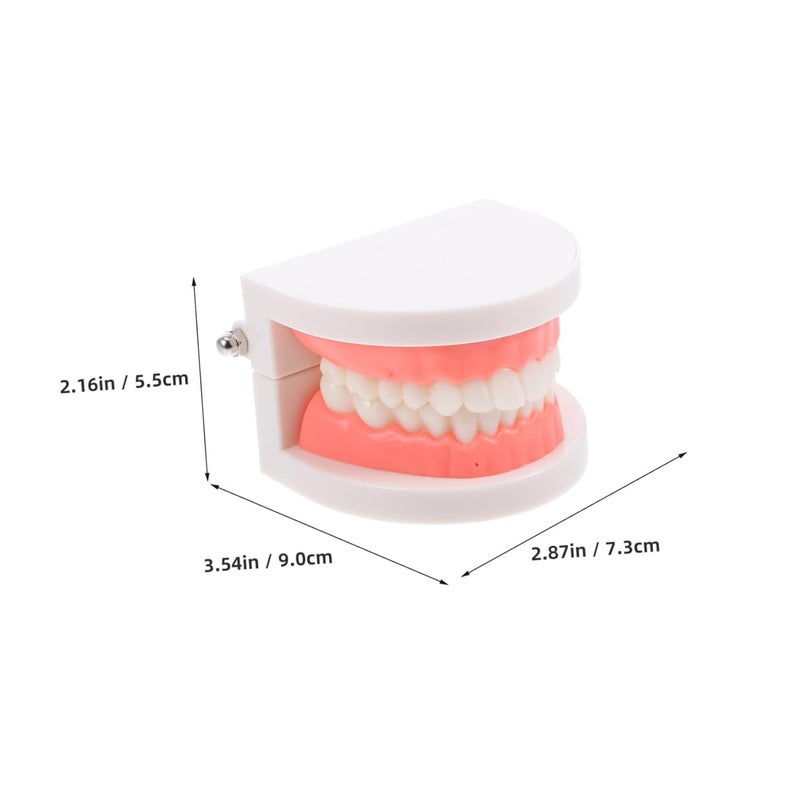 Anatomically Accurate Teeth Practice Model For Kids Dental Health Education Tool - Image 3