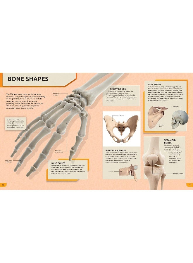 The Ultimate Human Body Encyclopedia: The complete visual guide - Image 3