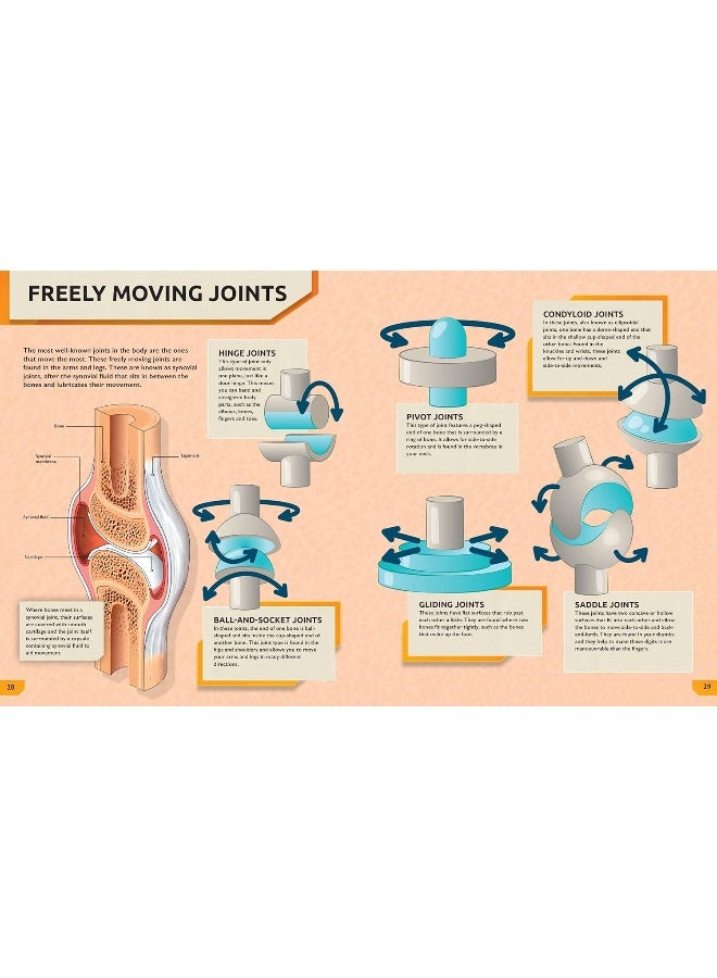 The Ultimate Human Body Encyclopedia: The complete visual guide - Image 4