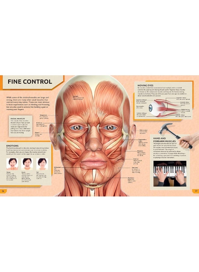 The Ultimate Human Body Encyclopedia: The complete visual guide - Image 5