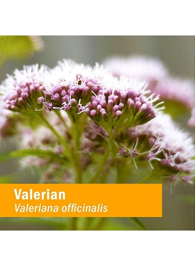 HERB PHARM مستخلص سائل من جذر حشيشة الهر العضوي المعتمد للاسترخاء والنوم المريح، جلسرين خالٍ من الكحول، 1 أونصة - Image 4