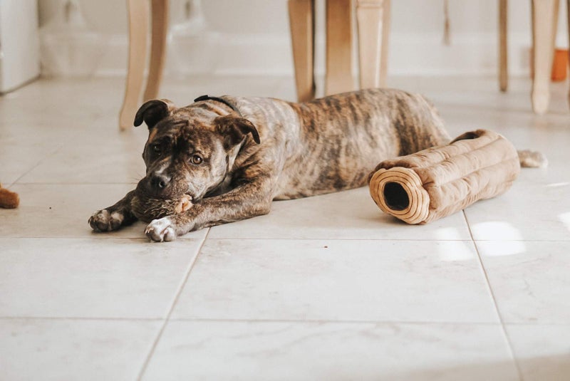 ZippyPaws Burrow- Interactive Dog & Puppy Toys for Boredom, Stimulating Pet Products to Keep them Busy, Hide & Seek Plush Dog Puzzles, Squeaky Toy for Enrichment, For Small & Medium Dogs- Chipmunk Log - Image 5