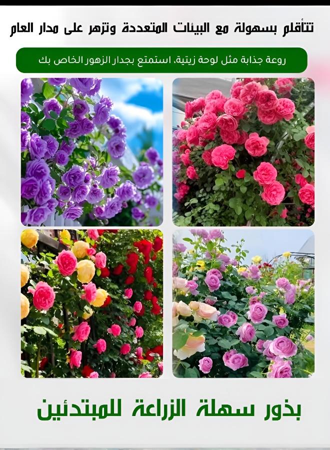 200 بذرة ورد متسلق بألوان مختلطة للإزهار الخارجي طوال العام - Image 1