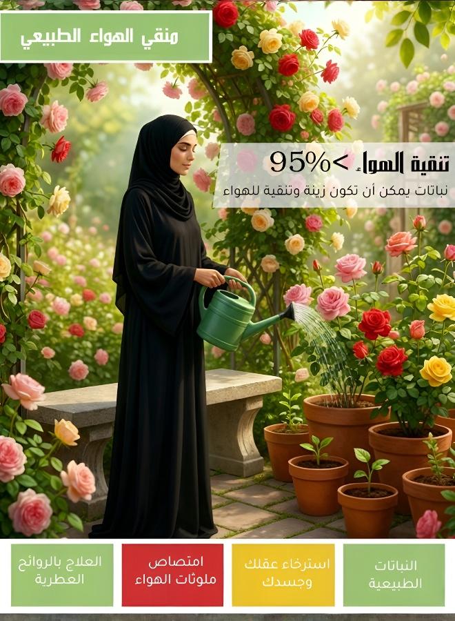 200 بذرة ورد متسلق بألوان مختلطة للإزهار الخارجي طوال العام - Image 4