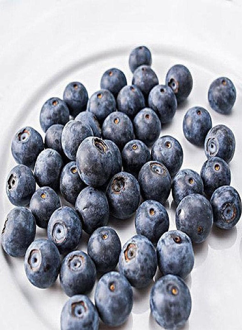 GGOOT 300Pcs Blueberry Seeds for Garden Farms Planting Eye Catching Blue Fruits is The Best Choice for Family Dining Table Easy to Take Care - Image 1