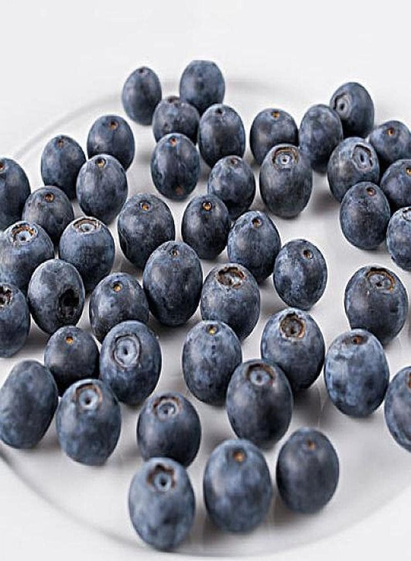 GGOOT 300Pcs Blueberry Seeds for Garden Farms Planting Eye Catching Blue Fruits is The Best Choice for Family Dining Table Easy to Take Care - Image 2