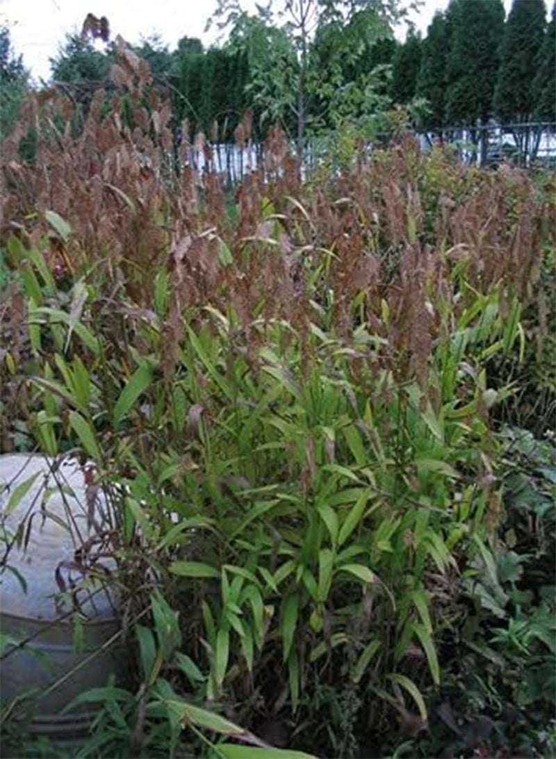 seeds 100pcs Sugar Beet Plant