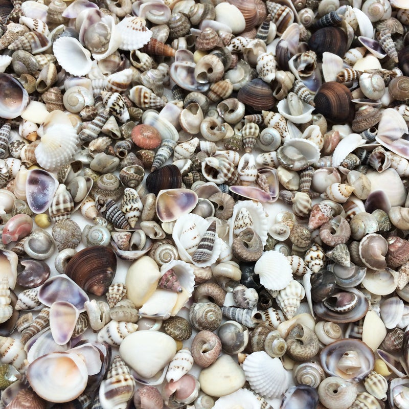 PEPPERLONELY Extra Tiny Mix Sea Shells Very Small Clean 8 OZ Apprx 1600 PC Shells 14 Inch 12 Inch