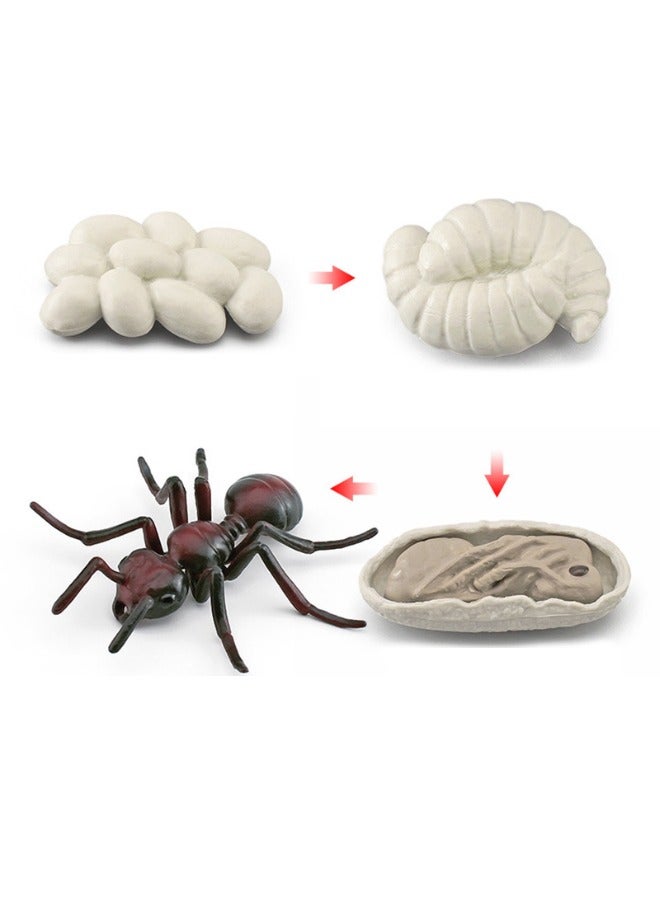 4-Piece Ant Growth Cycle Model Figure, Realistic Animal Figurines, Animal Growth Cycle Biological Model, Lifelike Ant Life Cycle Model Set for Kids Education, Learning Gifts, Party Favors - Image 1