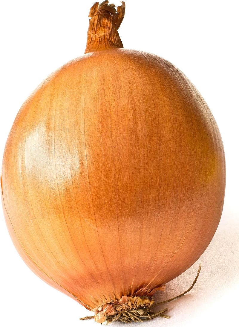 GGOOT 50 Dutch Giant Brown Onion Seeds Easy Peel Rijnsburger Vegetable Seed Pack - Image 5