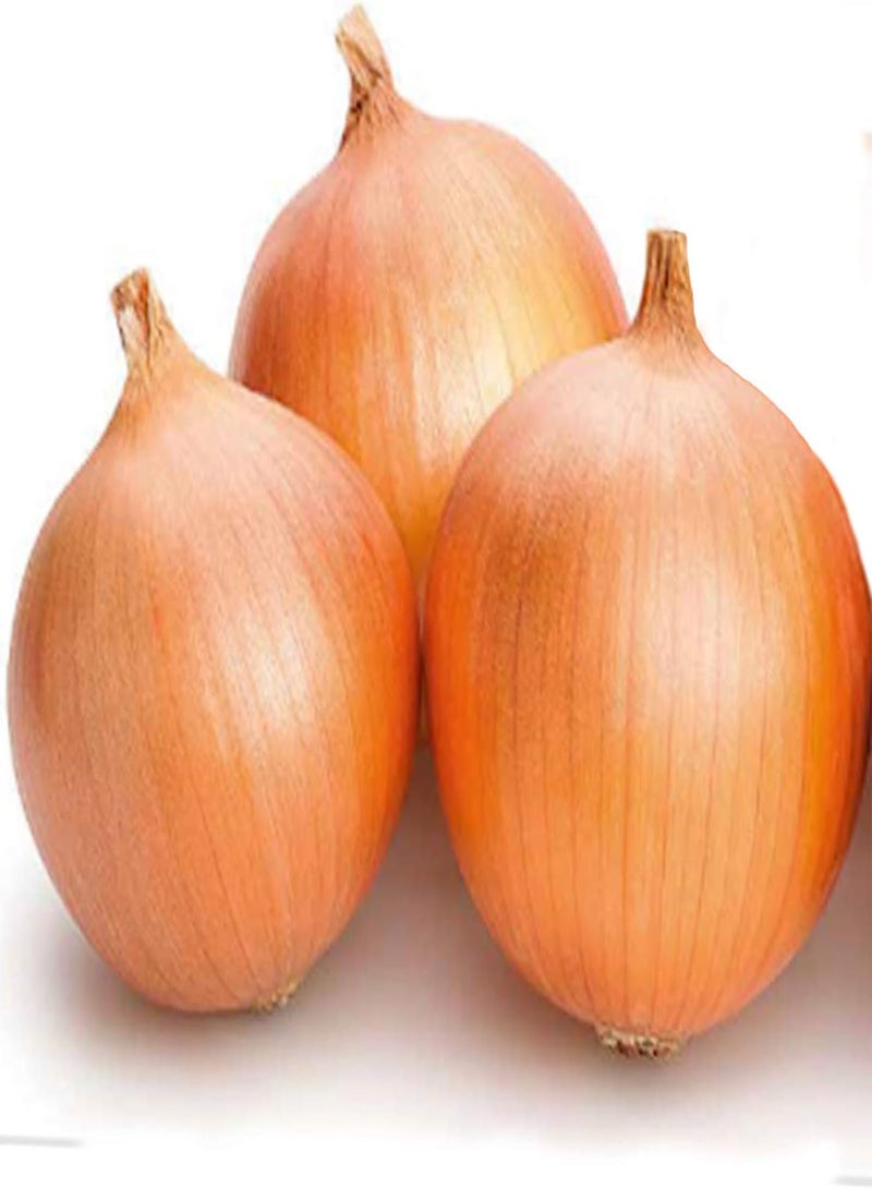 GGOOT 50 Dutch Giant Brown Onion Seeds Easy Peel Rijnsburger Vegetable Seed Pack - Image 1