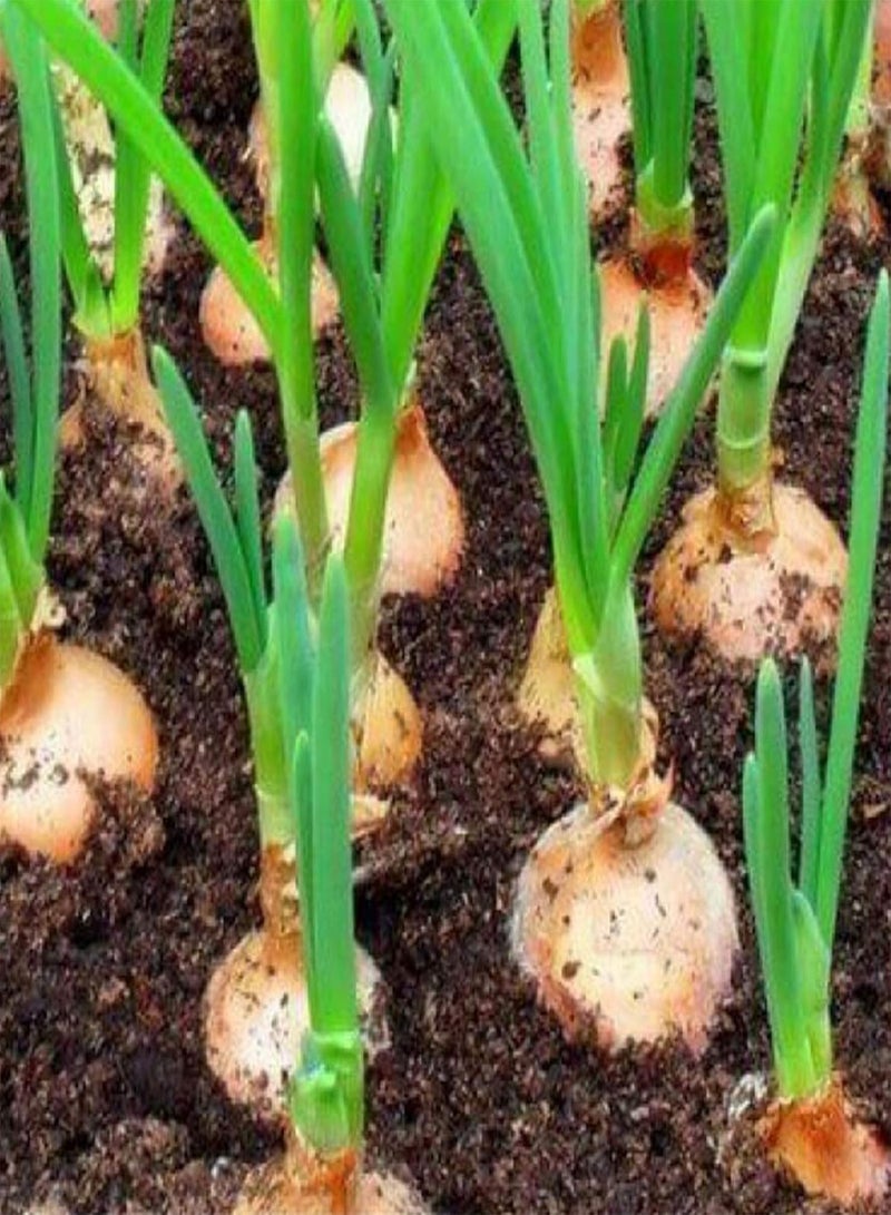 GGOOT 50 Dutch Giant Brown Onion Seeds Easy Peel Rijnsburger Vegetable Seed Pack - Image 3