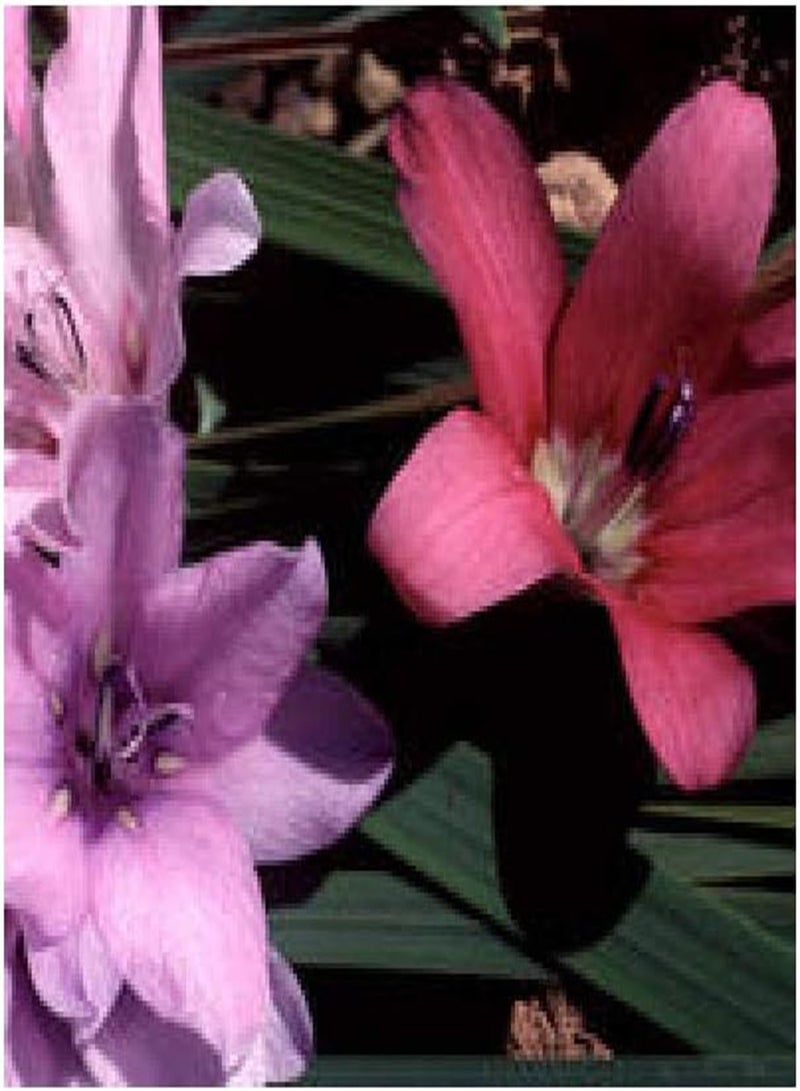 GGOOT 50 x Dierama Plant World Jewels Flower Hardy Perennial Seeds - Image 2