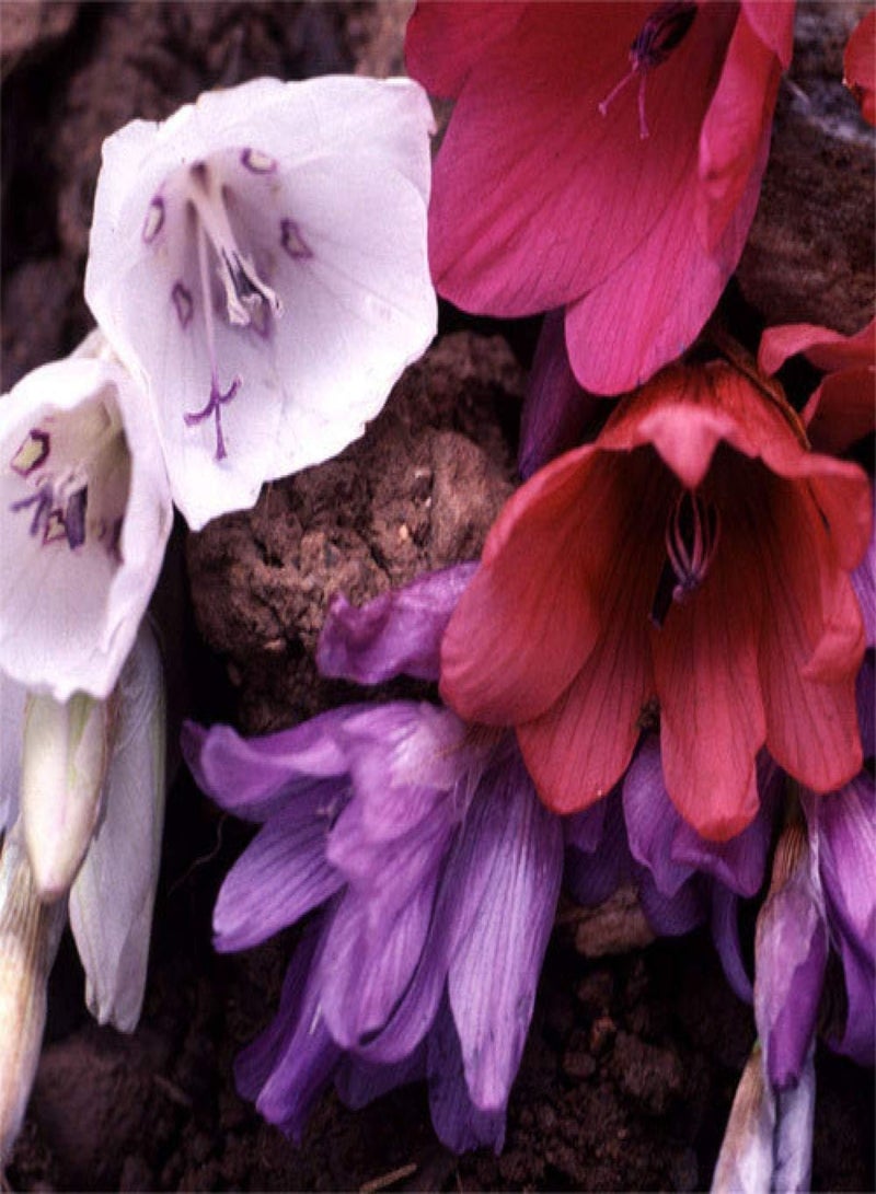 GGOOT 50 x Dierama Plant World Jewels Flower Hardy Perennial Seeds - Image 1