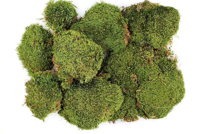 SuperMoss (21537 Mood Moss Dried, Natural, Bulk 1565 Cubic Inches - Image 2
