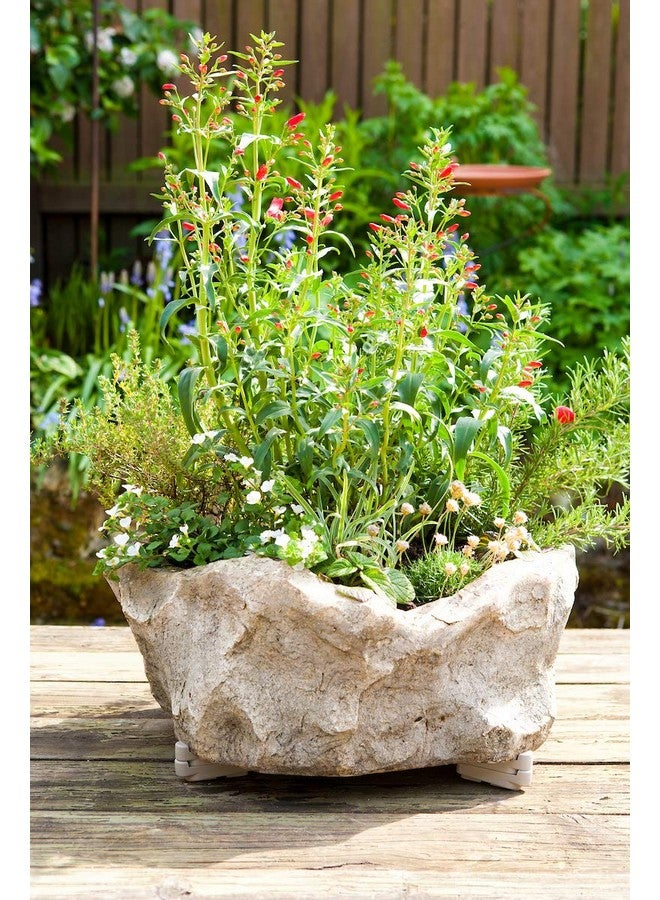 Bosmere Pot Toes, Plant Pot Risers for Indoor and Outdoor, Prevent Stains and Rotting on Wood, Cement, and Tile - Light Gray (Pack of 12) - Image 3