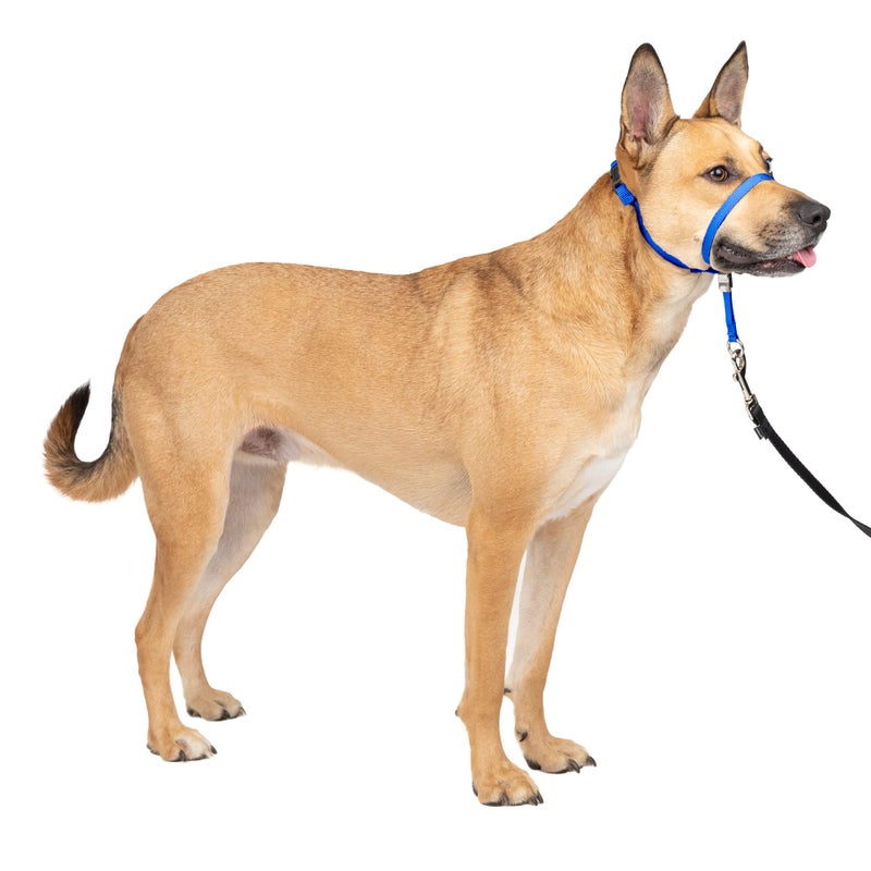 PetSafe Gentle Leader Headcollar No-Pull Dog Collar - Helps Improve Walks - Durable Nylon Construction - Padded Nose Loop - Adjustable Fit - Comfort Walking Halter - Medium, Royal Blue - Image 1