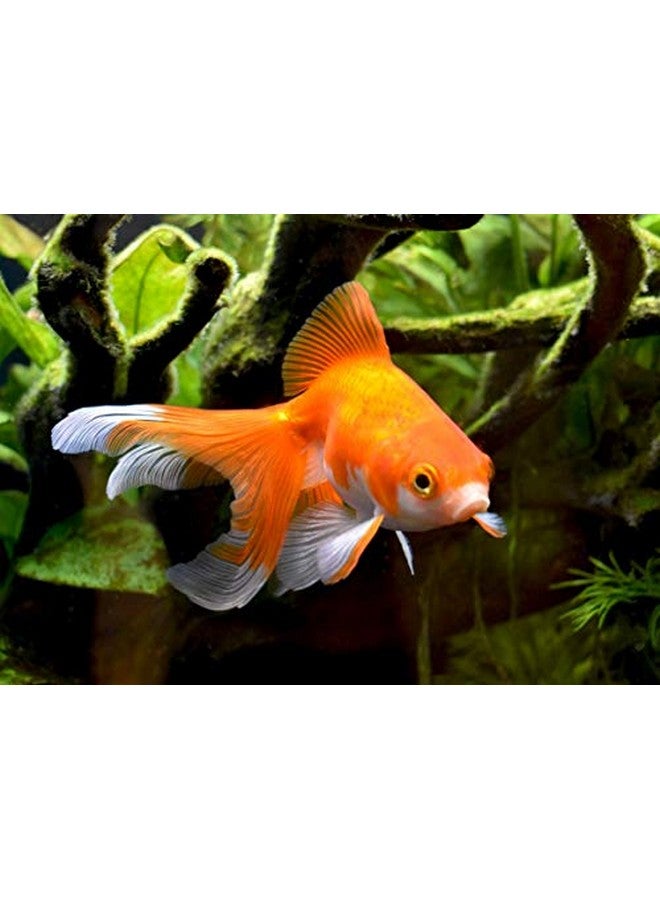 سي تشيم أمجارد 500 مل - Image 5