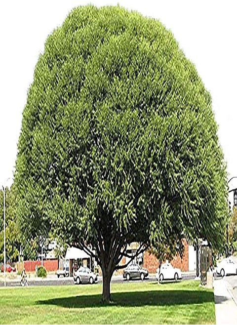 100 Pcs Globe Willow Trees - Shade or Privacy Tree - Fast Growing