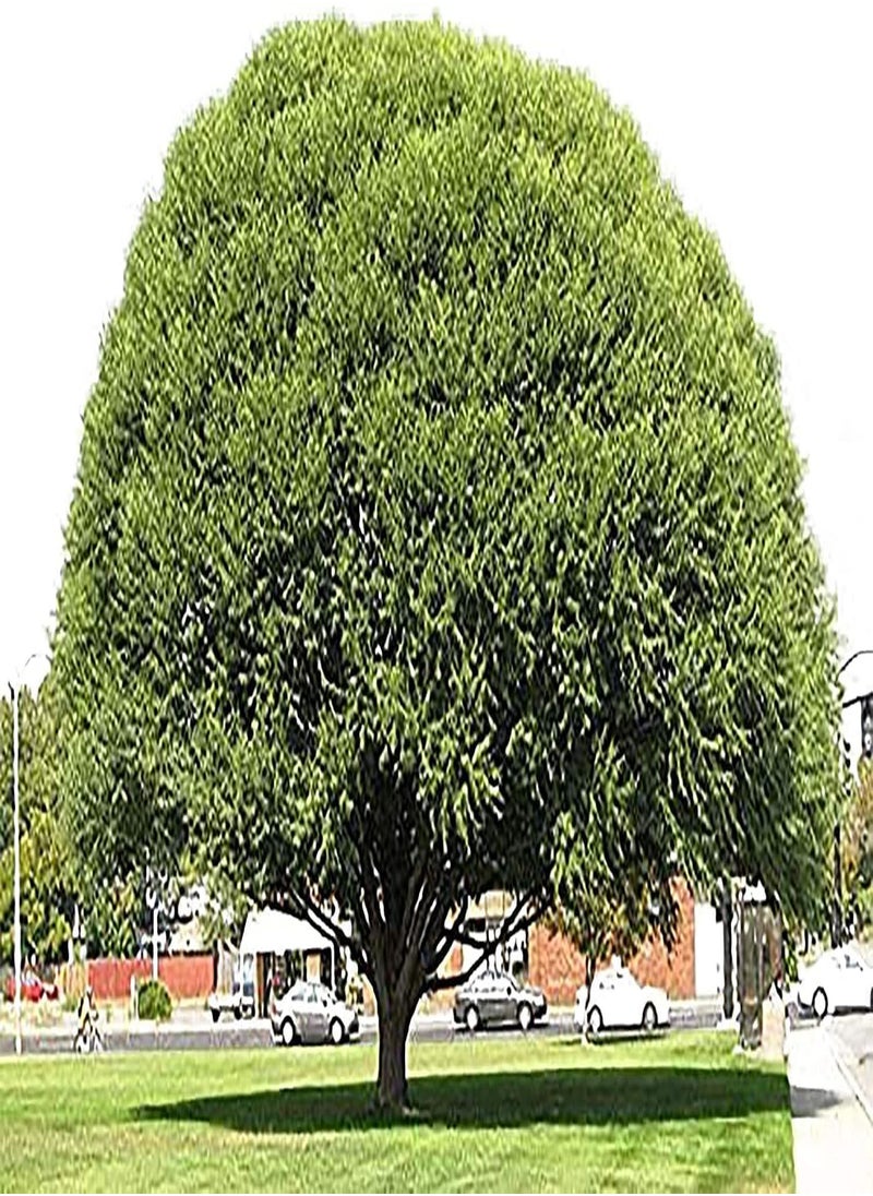 GGOOT - 100 Pcs Globe Willow Trees - Shade or Privacy Tree - Fast Growing - Image 1