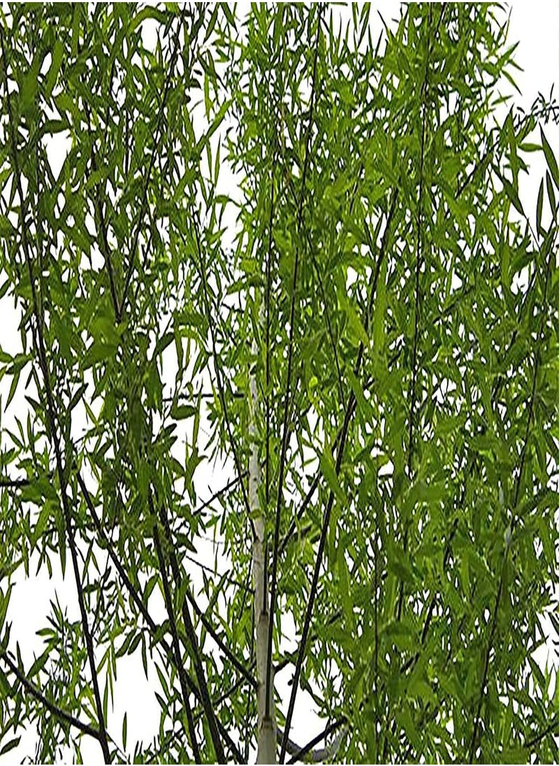 GGOOT - 100 Pcs Globe Willow Trees - Shade or Privacy Tree - Fast Growing - Image 1