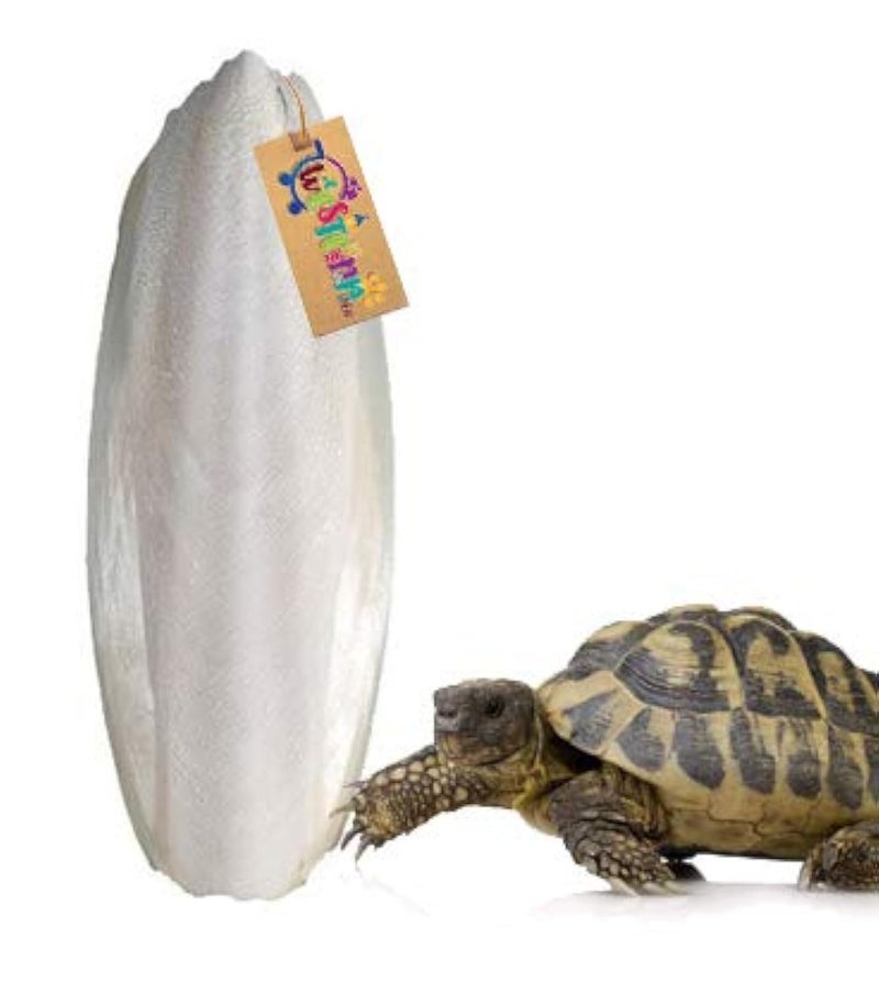 Western Era Natural High Calcium Source Cuttlebone Fish for Turtle (100grm) - Image 1