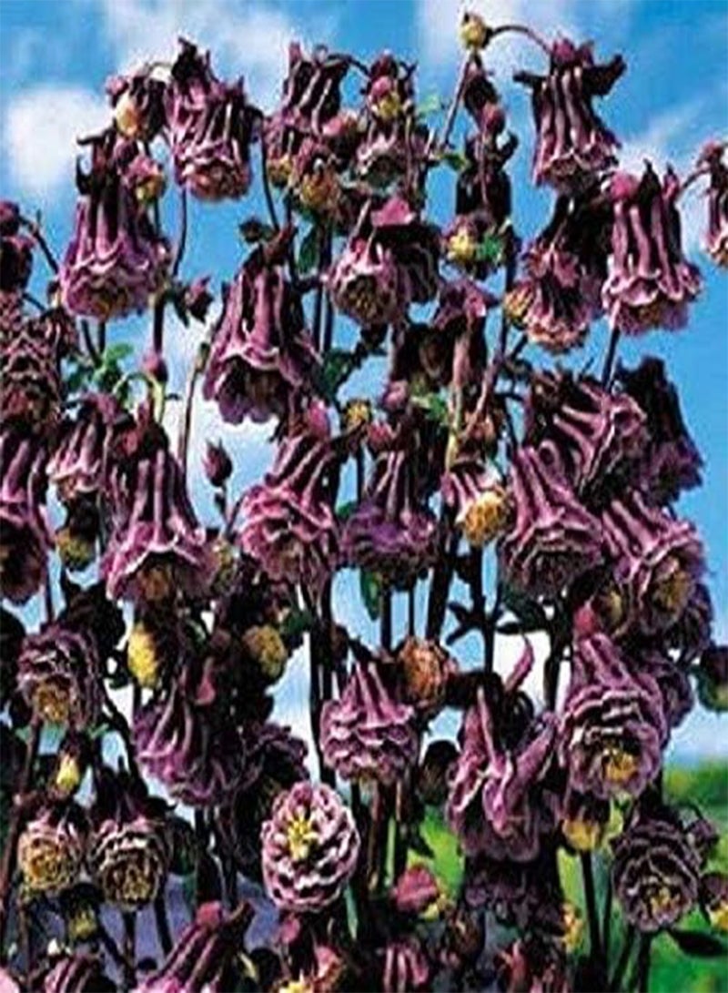 GGOOT 50 BlackBerry Flower Seeds - Image 1