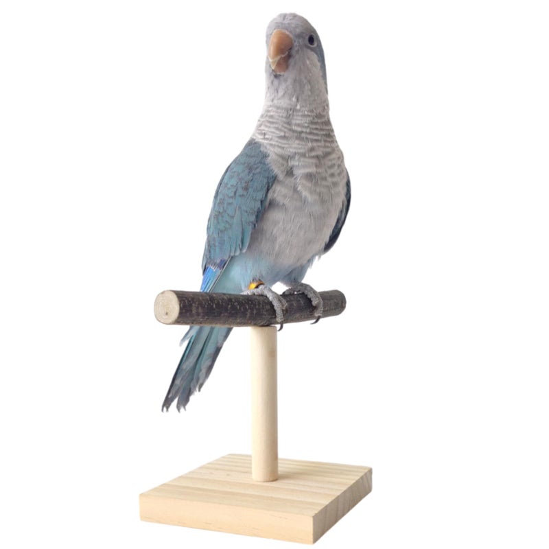 Copfeu Bird Perch Stand Bird Training Portable Tabletop Platform Parrot Cage Toy Gym Accessories for Parakeets Cockatiels Conures Macaws Finches Lovebirds - Image 2