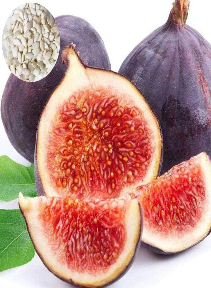 GGOOT 100Pcs DIY Fig Ficus Carica Seeds Gardening Kit for Outdoor Indoor Garden Farm Yard Fig Seeds 1 - Image 1