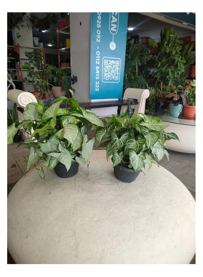 Syngonium Podophyllum-2POTS - Image 1