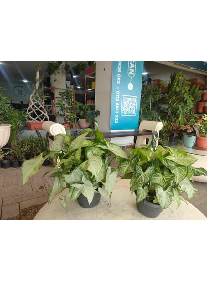 Syngonium Podophyllum-2POTS - Image 2