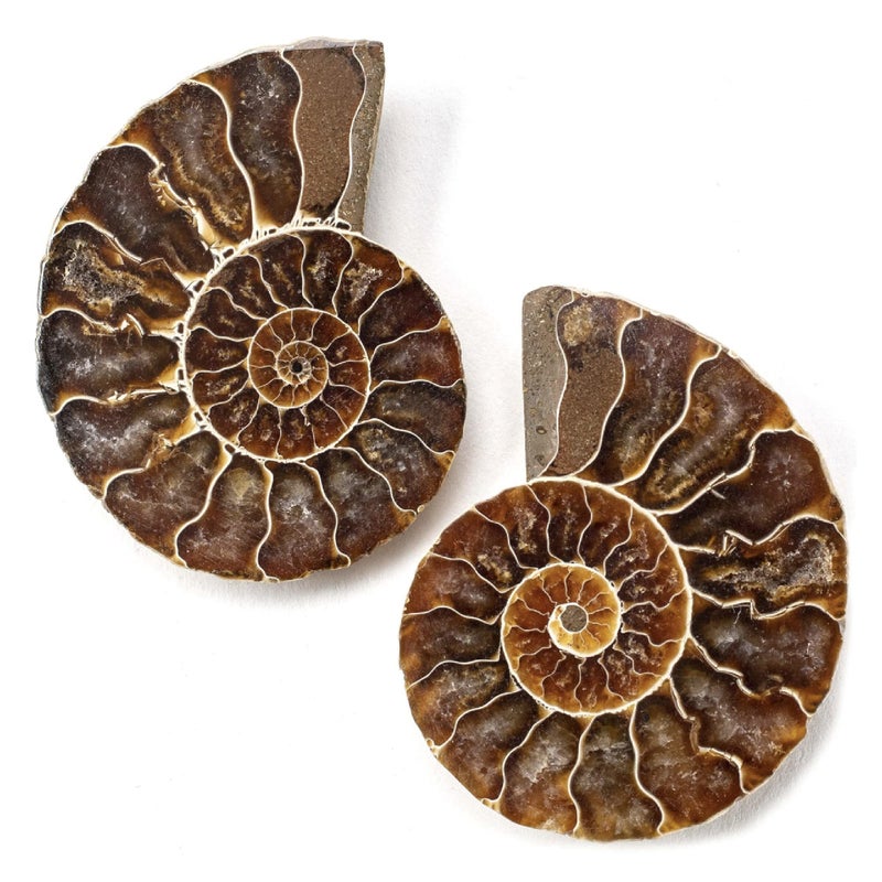 KALIFANO Extinct Natural Polished Ammonite Shell Pair Fossil Stone - Mineral from Madagascar with Feng Shui Healing Properties Thought to Bring Wealth, Prosperity, and Relaxation - Image 1