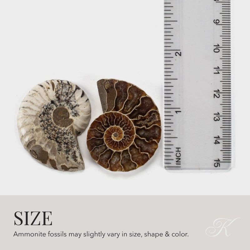 KALIFANO Extinct Natural Polished Ammonite Shell Pair Fossil Stone - Mineral from Madagascar with Feng Shui Healing Properties Thought to Bring Wealth, Prosperity, and Relaxation - Image 4