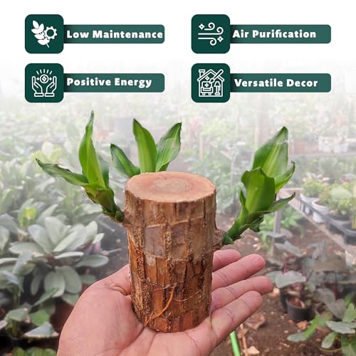 Oriley Brazilian Bamboo Lucky Wood Stick Good Luck Live Brazil Potted Plant Healthy Indoor Feng Shui Plants for Living Room & Home Office Decor Pot Not Included (Pack of 1) - Image 5