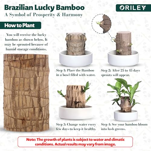 Oriley Brazilian Bamboo Lucky Wood Stick Good Luck Live Brazil Potted Plant Healthy Indoor Feng Shui Plants for Living Room & Home Office Decor Pot Not Included (Pack of 1) - Image 2