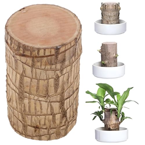 Oriley Brazilian Bamboo Lucky Wood Stick Good Luck Live Brazil Potted Plant Healthy Indoor Feng Shui Plants for Living Room & Home Office Decor Pot Not Included (Pack of 1) - Image 1