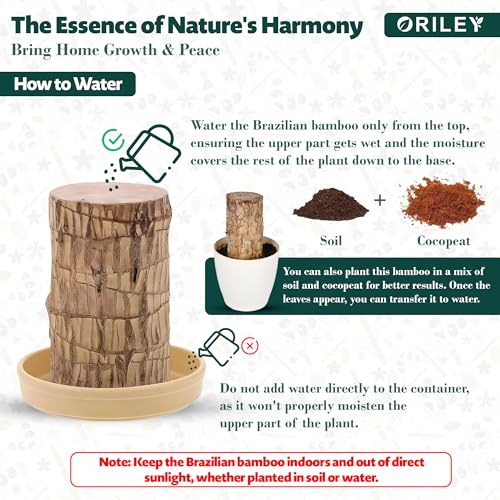 Oriley Brazilian Bamboo Lucky Wood Stick Good Luck Live Brazil Potted Plant Healthy Indoor Feng Shui Plants for Living Room & Home Office Decor Pot Not Included (Pack of 1) - Image 3
