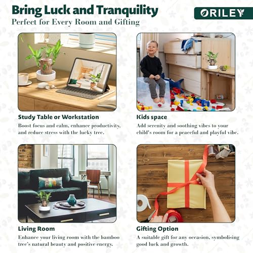 Oriley Brazilian Bamboo Lucky Wood Stick Good Luck Live Brazil Potted Plant Healthy Indoor Feng Shui Plants for Living Room & Home Office Decor Pot Not Included (Pack of 1) - Image 4