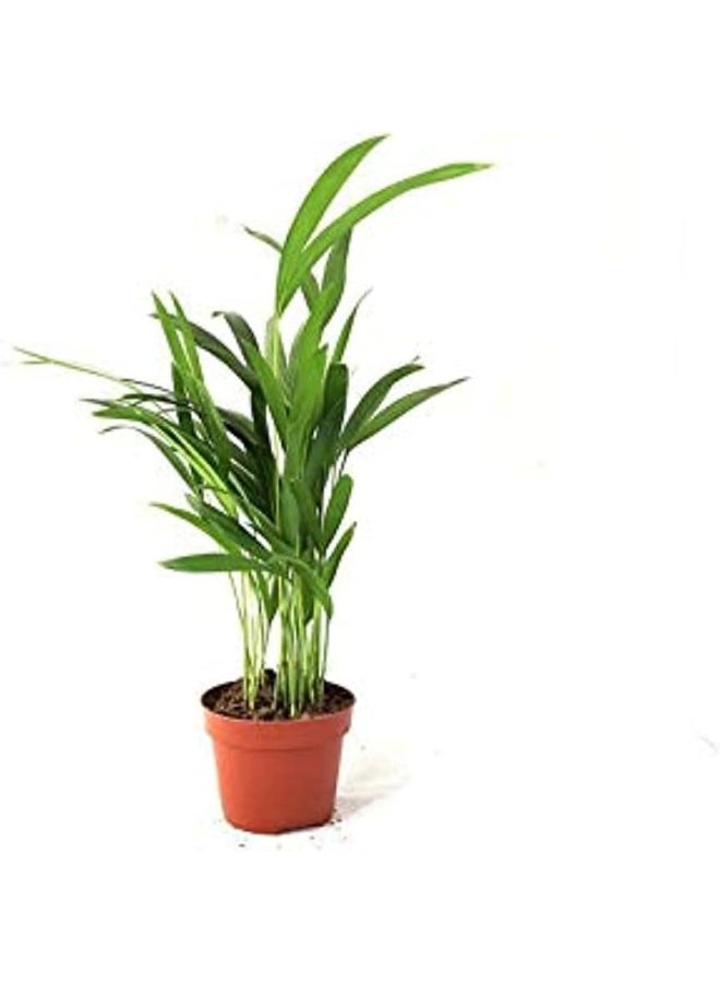 Dubai Garden Centre Mini Areca Palm Plant