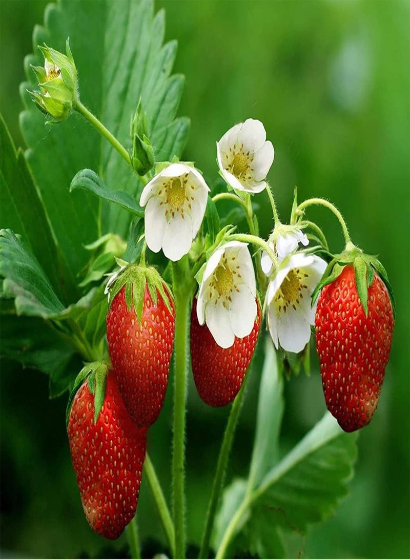 GGOOT 200pcs Red Strawberry seeds Healthy Juicy Fruit Outdoor Planting Fast Growth Easy Maintenance Suitable Beginners Without Much Care - Image 2