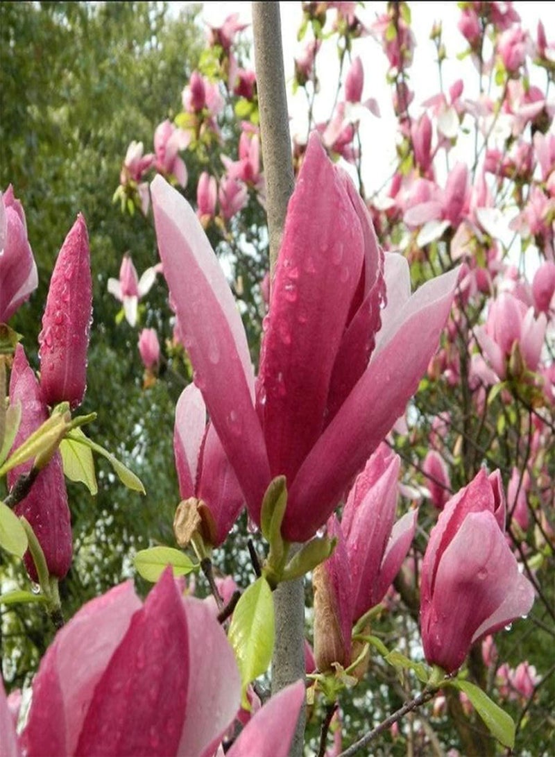 جي جوت 80 قطعة من بذور الماغنوليا للزراعة ذات قيمة اقتصادية وزخرفية، بذور معمرة طازجة مناسبة للمبتدئين للزراعة في الحديقة - Image 1