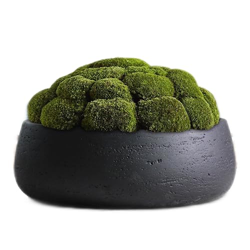 Olly & Rose Copenhagen Large Ceramic Planter Bowl Shallow Plant Pot - Matt Black Flower Pot Indoor and Outdoor Garden Décor… - Image 4