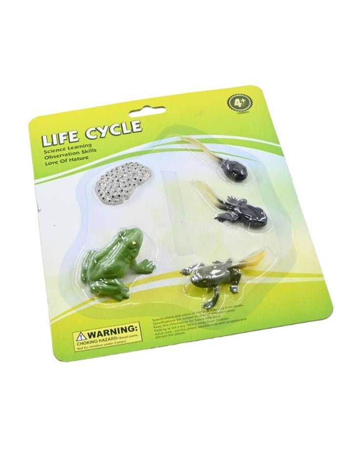Frog Life Cycle Teaching Set For Science Students And School - Image 1