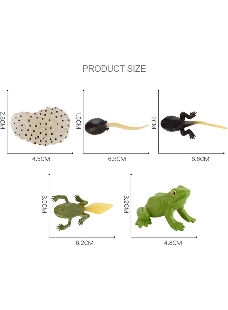 Frog Life Cycle Teaching Set For Science Students And School - Image 3